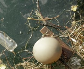Черная икра из “экологически чистого района”: о чем молчат производители