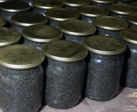 В Николаевске-на-Амуре браконьеры приготовили к продаже 100 кг черной икры