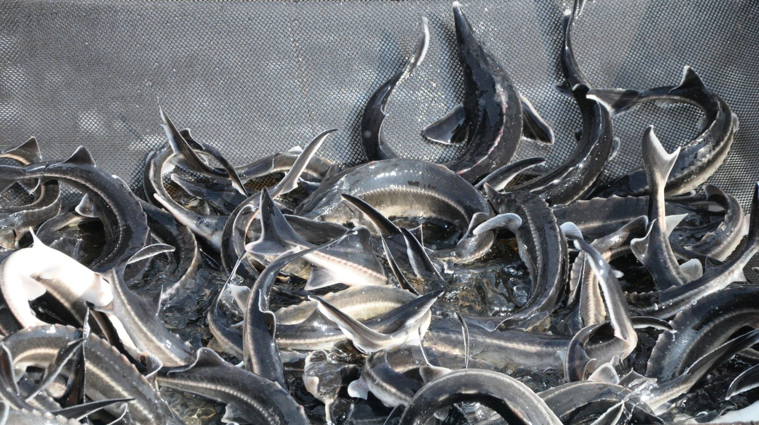 Много рыбы. Китайские рыбопродукты опасны для здоровья.