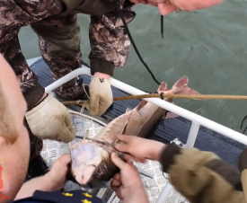 Полицейские рассказали о варварских способах вылова краснокнижной рыбы на Таймыре