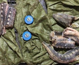 Астраханцы изготавливали браконьерскую черную икру в заводских условиях