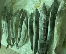 Житель Ямала не успел сбыть более 400 кг рыбных деликатесов