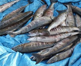 В Хабаровском крае гурману светит срок за покупку рыбы и икры для домашней трапезы