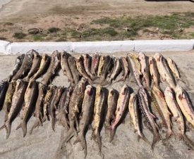 В Дагестане пограничники нашли в браконьерской лодке 130 кг осетров