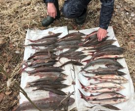 Рыбоохрана задержала в Югре трех браконьеров с осетрами и стерлядью