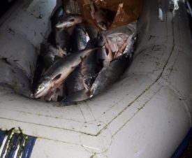 На Камчатке рыбоохрана нашла в лодке браконьера более 320 кг лосося