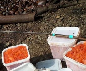 Добыча красной икры на реке Гырбыкан в Хабаровском крае обошлась браконьерам в 9 млн рублей