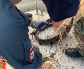 На Таймыре в браконьерских сетях обнаружено более двух десятков осетров