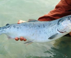 На Камчатке браконьер ради 100 кг икры зарезал и выбросил 650 лососей
