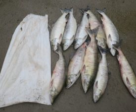 На жителя Хабаровского края завели уголовное дело за вылов двух десятков лососей