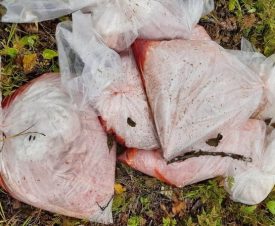 На Камчатке сбежавшие от рыбоохраны браконьеры бросили 7 мешков с икрой