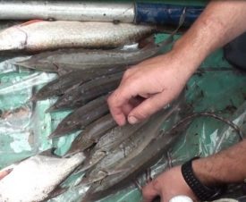 Жителя Тобольска за рыбалку будут судить по двум статьям Уголовного кодекса