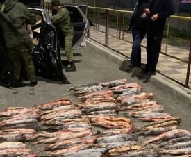 Дагестанские пограничники нашли в автомобиле 400 кг краснокнижных осетров