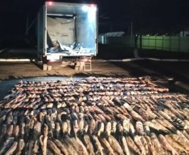 Дагестанские полицейские нашли в потайном отсеке грузовика более тонны осетров