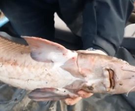 По вине директора адыгейского рыбзавода погибло 110 тыс. осетров и стерлядей