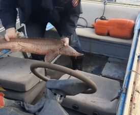 Трое жителей Астраханской области попались на покупке браконьерских осетров