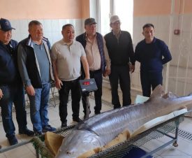 В Казахстане выловили белугу весом около 200 кг