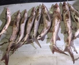 В Томской области два рыбака выловили осетров на 2,5 млн рублей