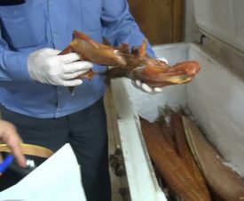 Астраханские полицейские накрыли нелегальное производство рыбных деликатесов