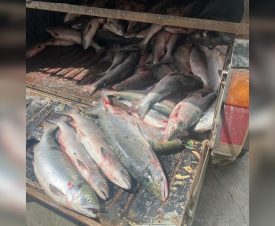 На Камчатке рыбоохрана нашла в автомобиле рыбаков полтонны тихоокеанских лососей