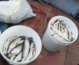 За вылов лососевых на жителя Норильска завели уголовное дело