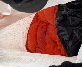 На Камчатке рыбоохрана нашла в автомобиле рыбаков мешок с красной икрой