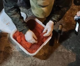 На Сахалине браконьеры добыли более 700 кг красной икры
