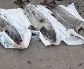 За покупку трех браконьерских осетров пенсионерку из Астрахани будут судить второй раз