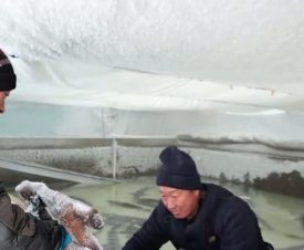 Китайская ферма выращивает гибриды осетровых рыб для России