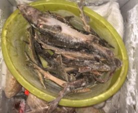 На рыбаков из Омской области завели уголовное дело за вылов стерлядей