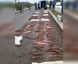 На Каме в сети рыбаков угодили 276 стерлядей