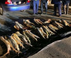 В Казахстане полицейские нашли у местных жителей 150 кг браконьерских осетров