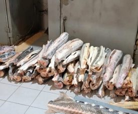 В рыбном цеху в Астрахани обнаружена крупная партия браконьерских осетров