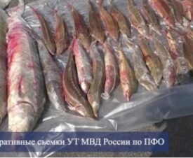 Астраханские полицейские нашли в машине местного жителя осетров и стерлядей