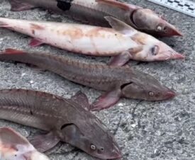 В Югре рыбаки поймали на удочку осетров и стерлядей – возбуждены уголовные дела