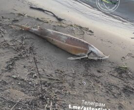 Астраханцы находят на берегу Волги мертвую рыбу семейства осетровых
