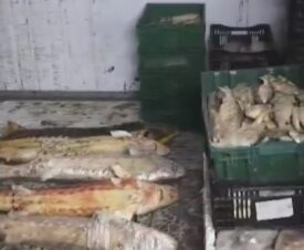 Житель Ростовской области устроил дома цех по изготовлению осетрины и другой рыбной продукции