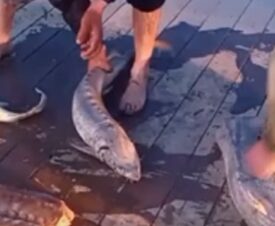 Дагестанская рыбоохрана нашла пять мешков с рыбой осетровых пород