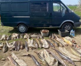 На Кубани с браконьеров могут взыскать 4 млн рублей за вылов осетровых