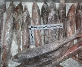 За перевозку осетров астраханца отправили в колонию на 5 лет