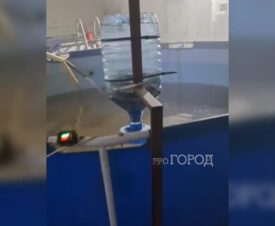 В Ярославле в подвале многоквартирного дома обнаружена осетровая ферма