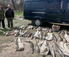 Бригада браконьеров выловила в Азовском море осетров на 7,5 млн рублей