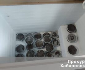 Два жителя Ульчского района добыли на Амуре более 200 кг черной икры