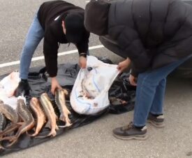 В Астраханской области егерю дали два года за покупку осетров у браконьеров