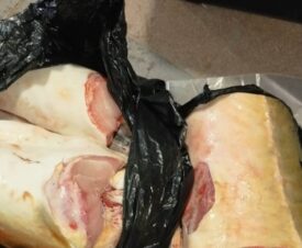 За покупку нескольких кусков осетра астраханку приговорили к исправительным работам