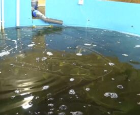 Полицейские нашли в автосервисе в Волгограде осетровую ферму