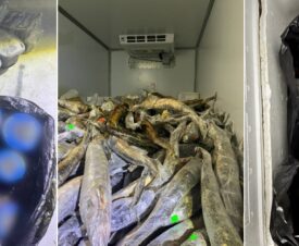 У астраханского производителя изъято 100 кг черной икры неизвестного происхождения