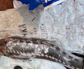 За покупку осетра у придорожного торговца астраханца приговорили к исправительным работам